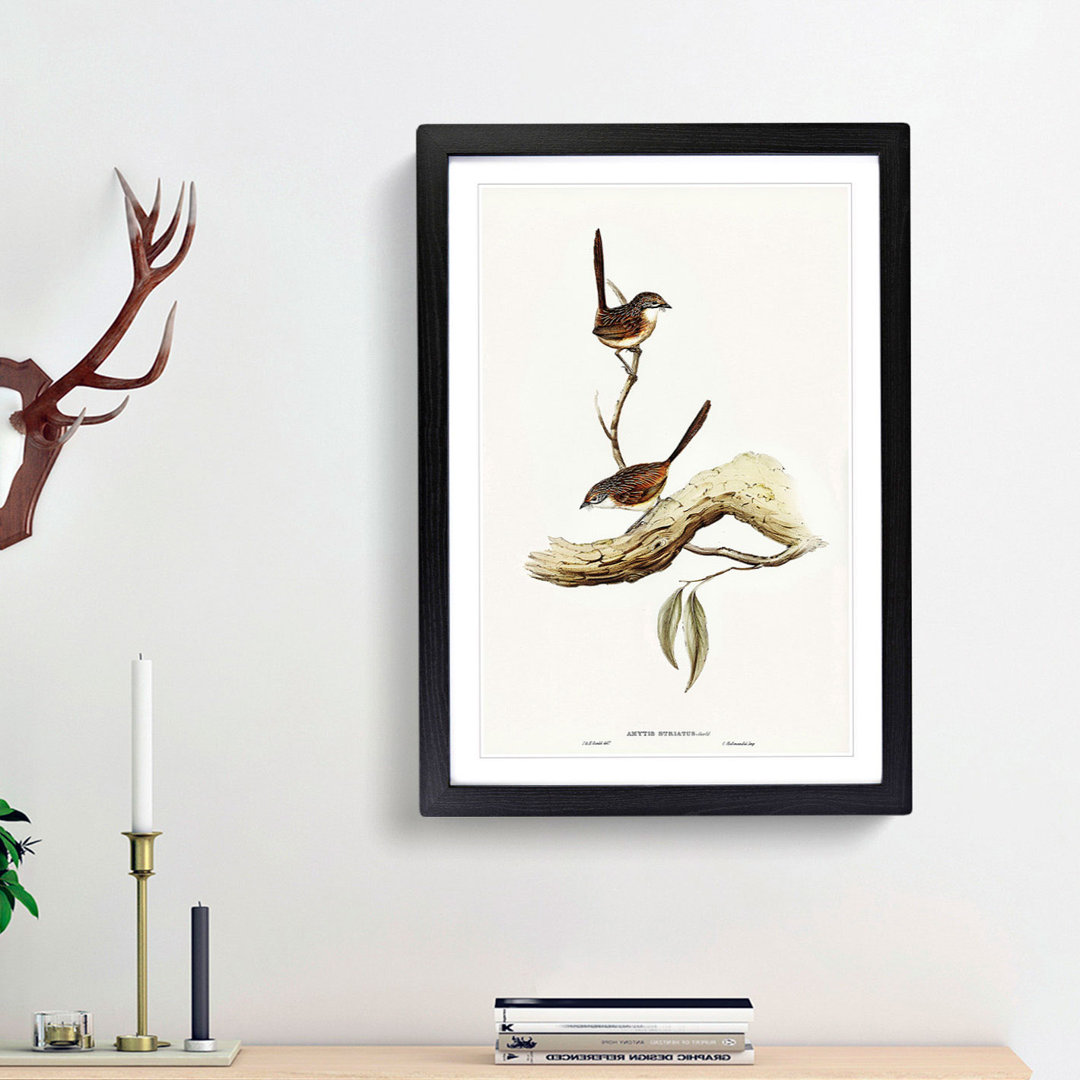 Striated Wrens by Elizabeth Gould - Framed Print