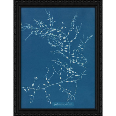 Cystoseira fibrosa (1843-1853)