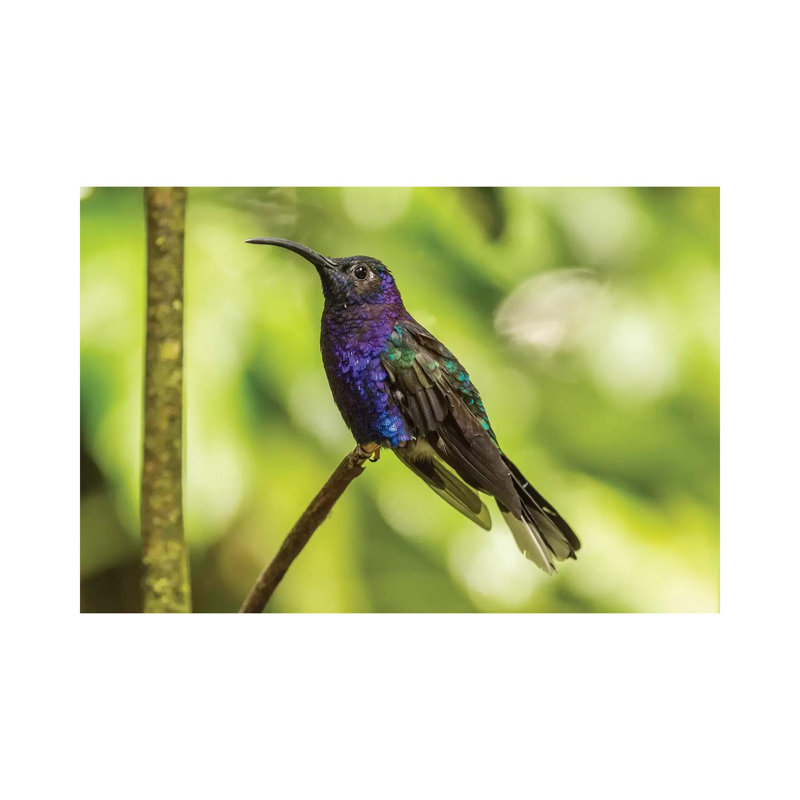 Costa Rica, Monte Verde Cloud Forest Reserve. Violet Sabrewing Close-up. by Jaynes Gallery - Wrapped Canvas Print
