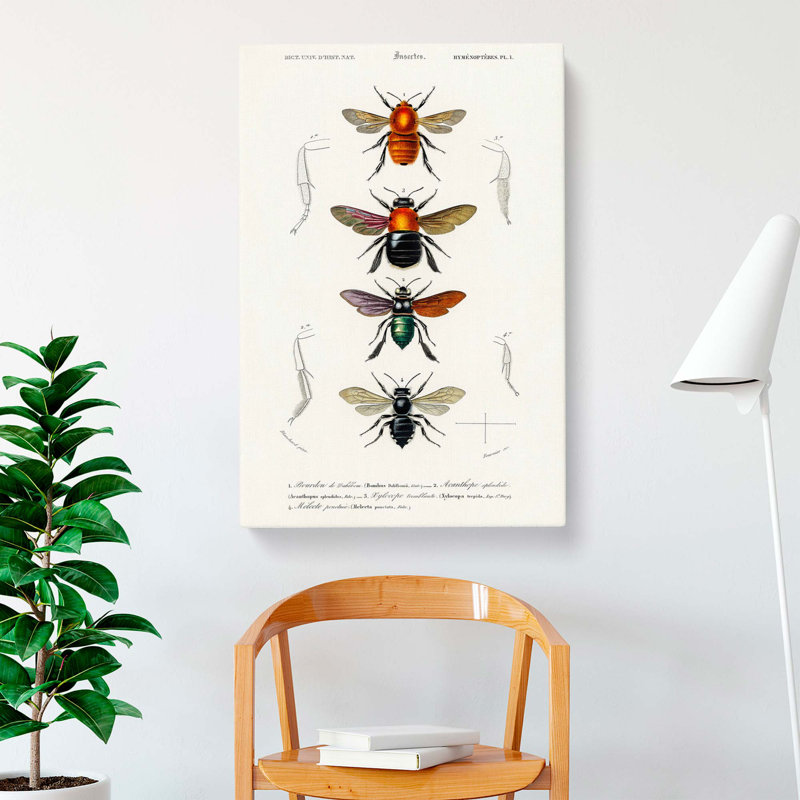 Flying Insect Illustrations PL. 1 by Charles D Orbigny - Wrapped Canvas, 60cm H x 40cm W x 3cm D
