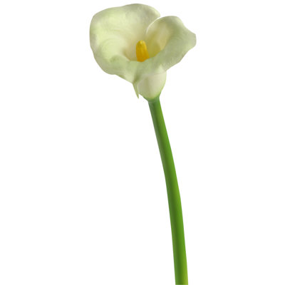 Small Calla Lily Stem