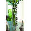 Bauhinia Bud Vase-22329303