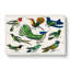 Collection Of Hummingbirds XXVI by Oliver Goldsmith - Wrapped Canvas Painting-55372030