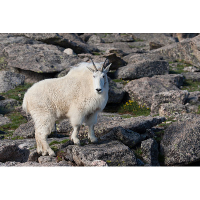 Mountain Goat by Ronaldmorales - No Frame Print on Canvas