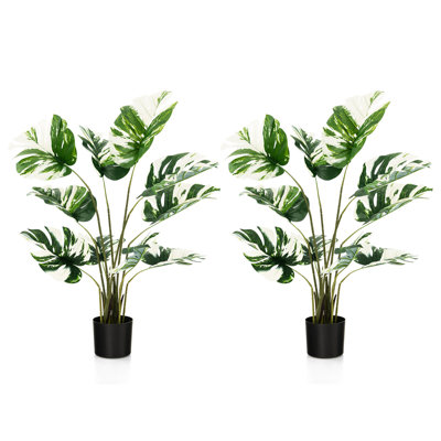 47 plantes