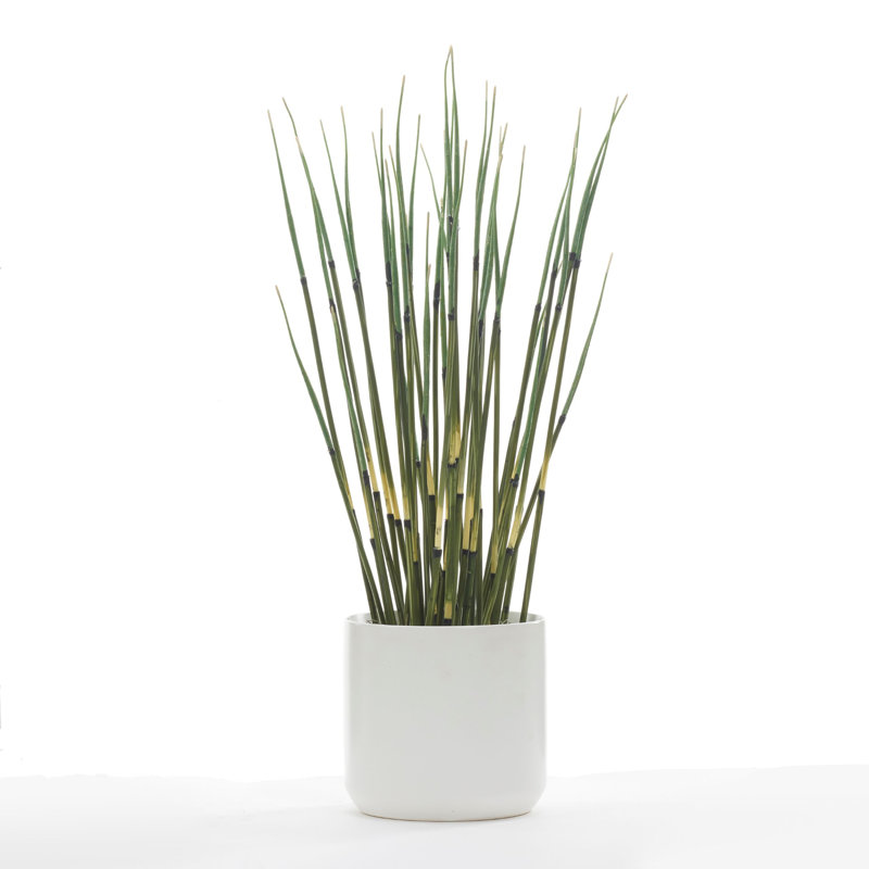 Horsetail Reed in White Kendall Pot