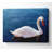 Swan In The River - Wrapped Canvas Print-562629256