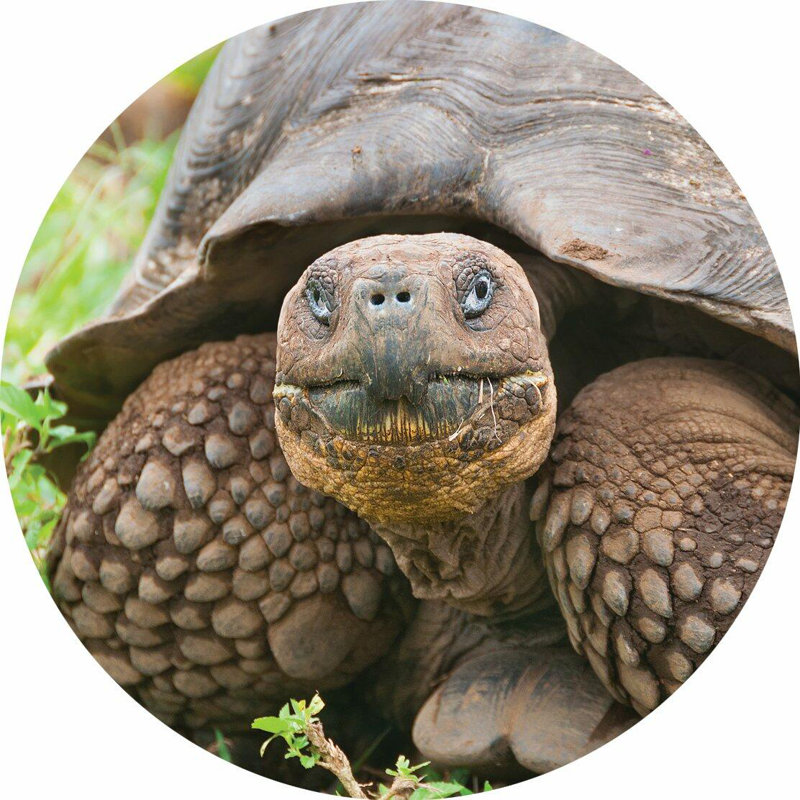 Piece Coaster, Tortoise