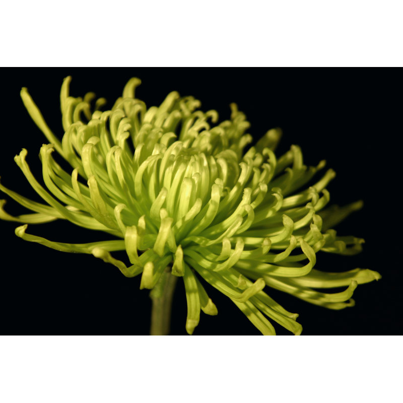 Fuji Mum III by Renée W. Stramel - Wrapped Canvas Print, 30cm H x 46cm W x 3.8cm D