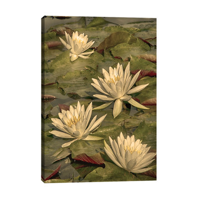 Dano - Wrapped Canvas Print