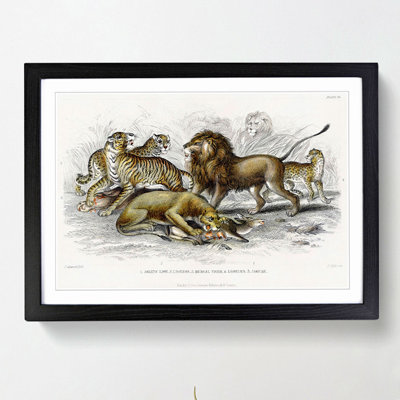 Lion, Tiger, Leopard and Jaguar by Oliver Goldsmith - Picture Frame Painting Print on MDF