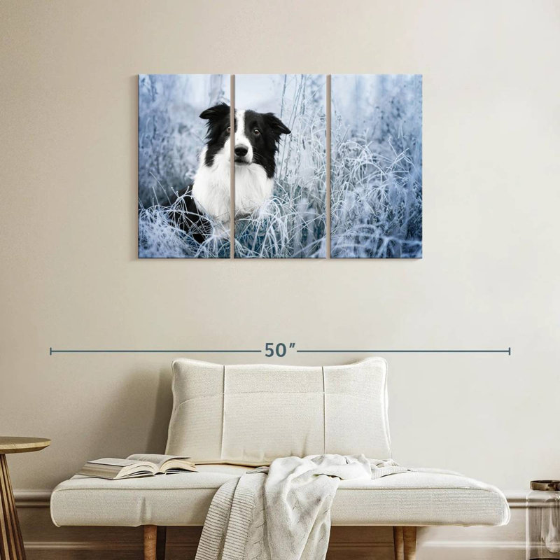 Border collie Brampt Winter, H 24 po x l 38 po