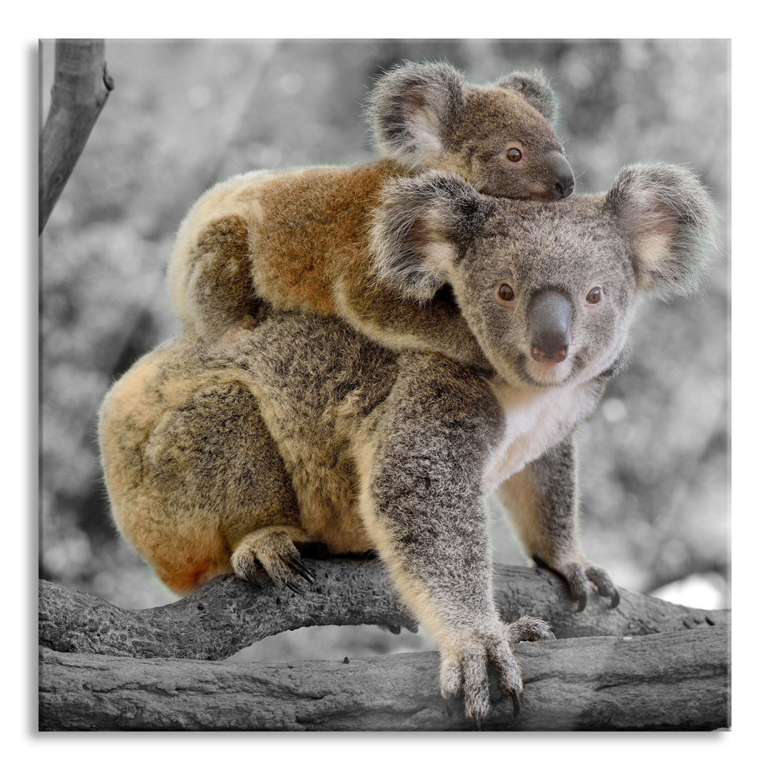 Glasbild Koala-Mutter mit Kind auf ihrem Rücken