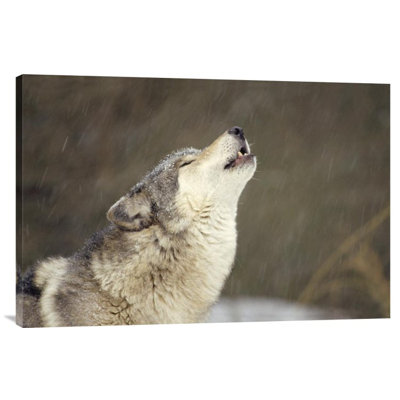 " Timber Wolf Howling "