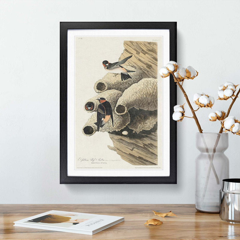 Cliff Swallows by John Audubon - Picture Frame Painting Print, 65cm H x 48cm W x 2cm D, Black Framed