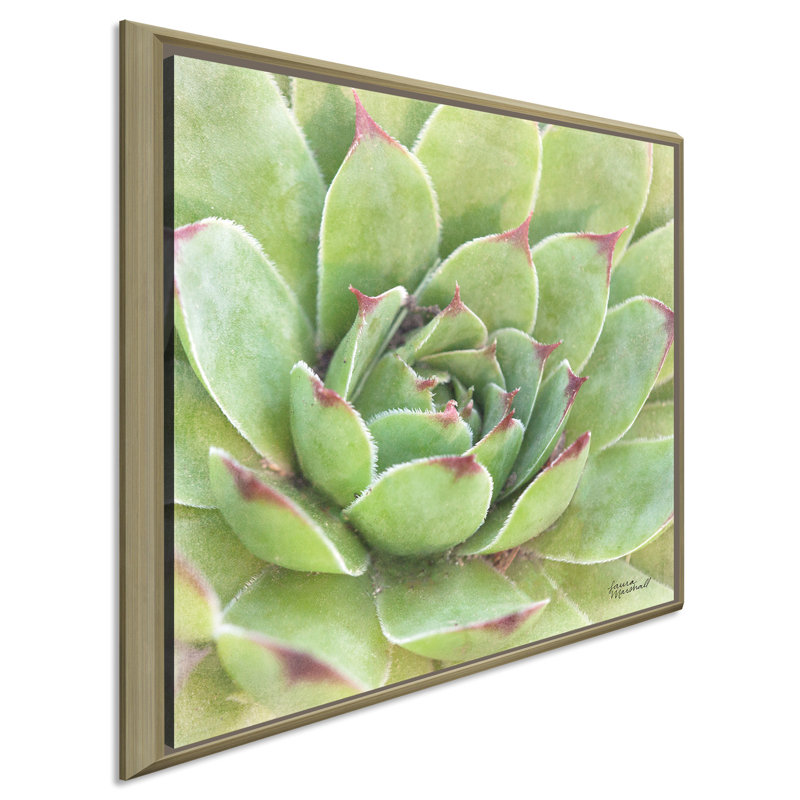 «Garden Succulents IV Color», reproduction de photo, H 31,5 po x l 31,5 po x P 2 po, Cadre flottant champagne