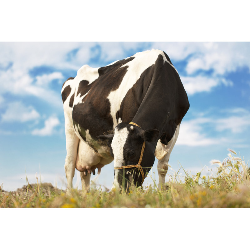 Abberville Grazing Cow - Photographie sur toile tendue, H 8 po x l 12 po x P 1,25 po