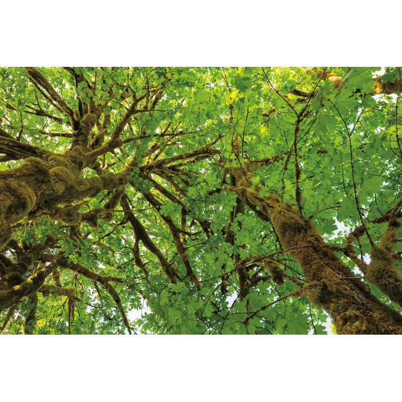 " Big Leaf Maple Trees III " by Alan Majchrowicz, 20" H x 30" W