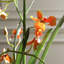 Orchidée dansante dans un vase en verre
