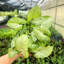 Live White Butterfly Plant in Classic Pot-114976334-114976335