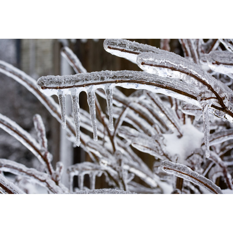 Frozen Branches by Brian_Brockman - No Frame Print on Canvas, 81cm H x 122cm W