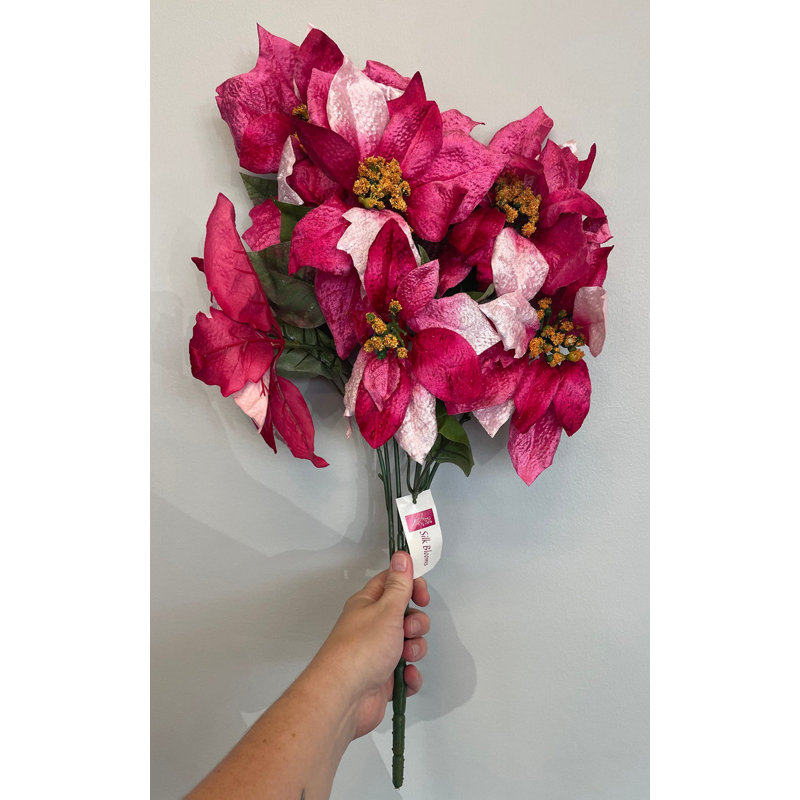 Tiges de poinsettia