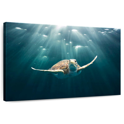 Brampt Red Sea Green Turtle
