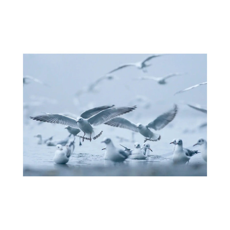 Gulls In The Fog by Mateusz Piesiak - Wrapped Canvas Print, 20.32 cm H x 30.48 cm W