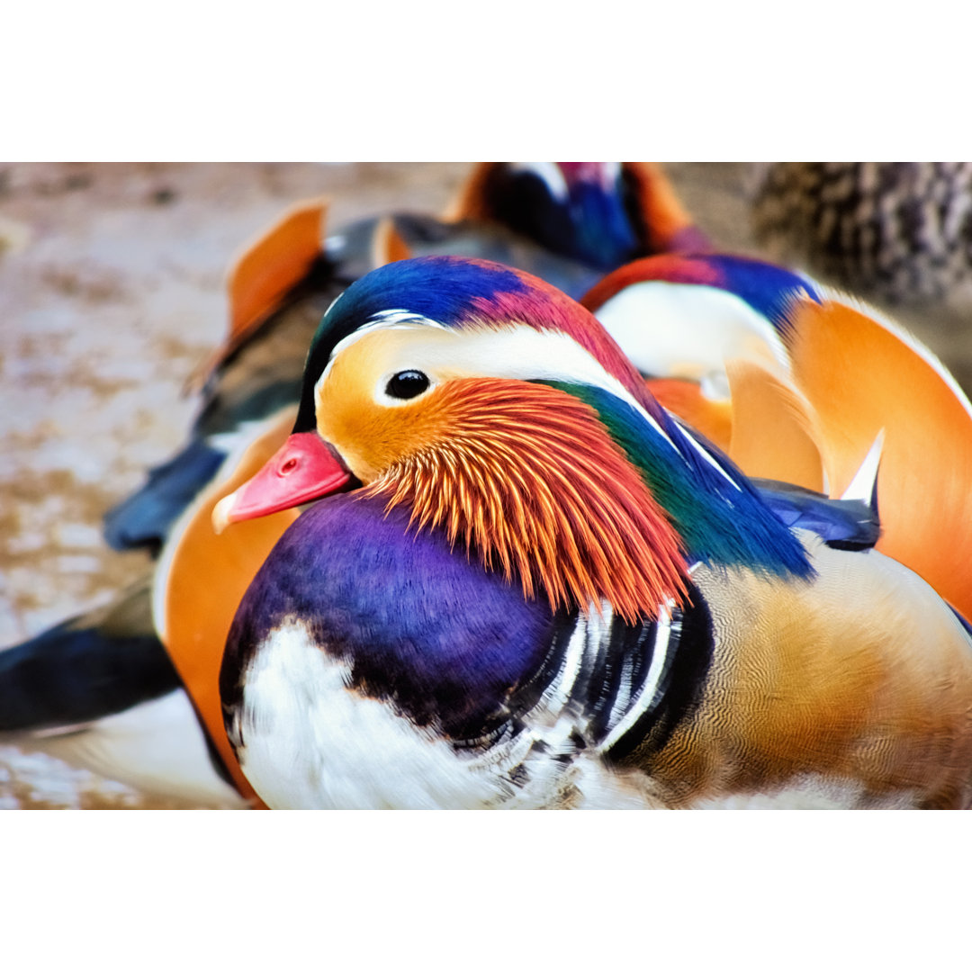 Mandarin Ente von Benedek - Druck auf Leinwand ohne Rahmen