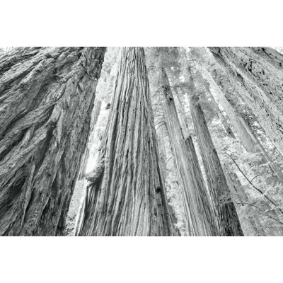 Redwoods Forest IV BW