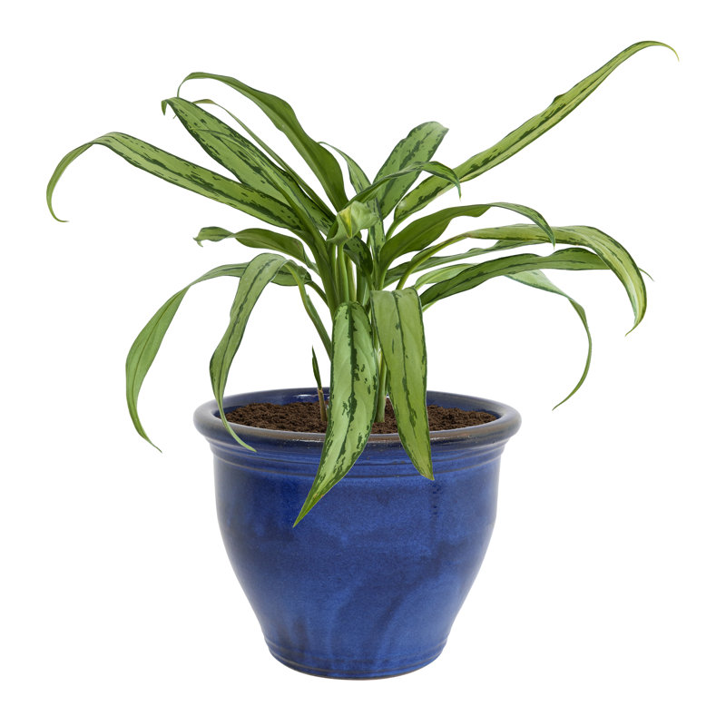 Berlina Round Imperial Ceramic Outdoor Planter, 15" H x 18.5" W x 18.5" D, Blue