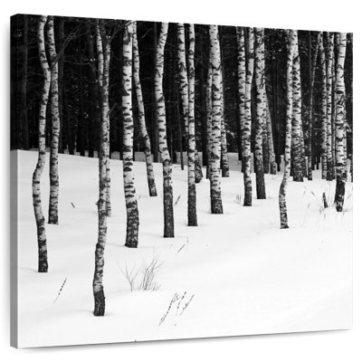 Harnek Birch In Snow