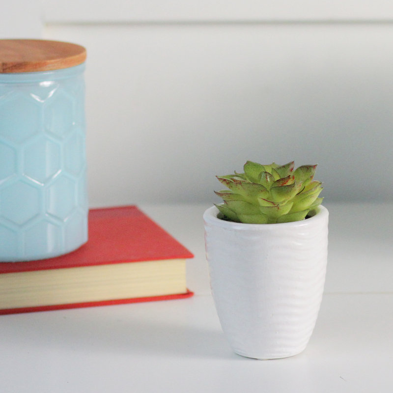 Plante succulente artificielle Echeveria