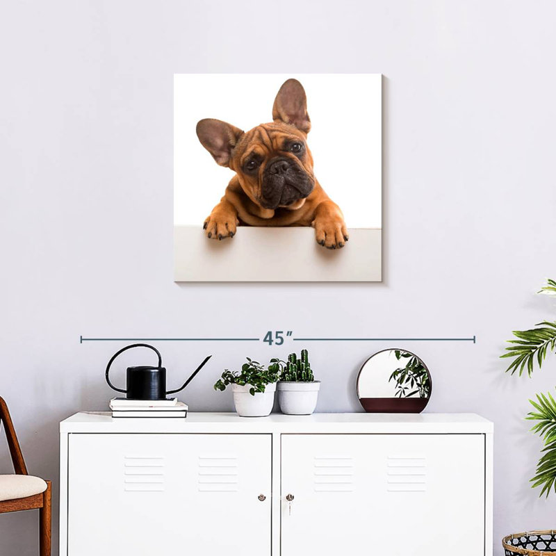 Brampt Curious French Bulldog