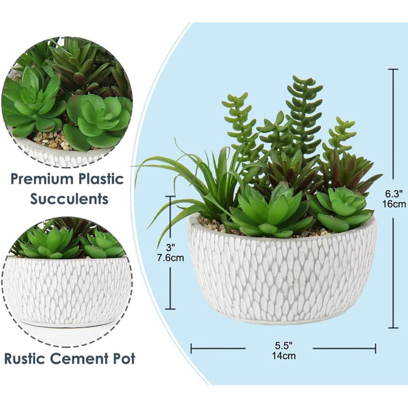 16cm Plant