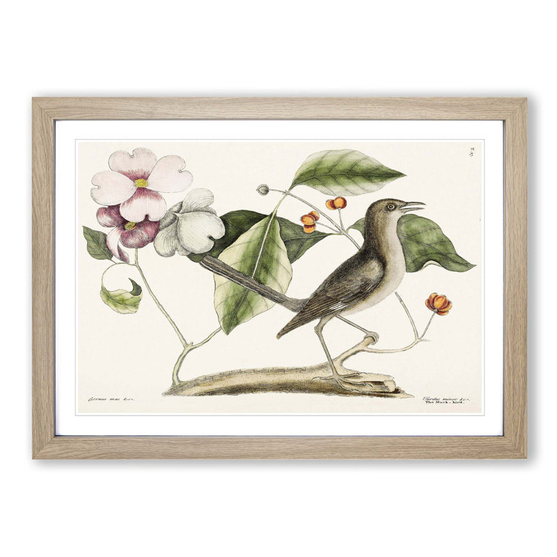 Mockingbird by Mark Catesby - Picture Frame Painting Print, Oak Framed, 27cm H x 36cm W x 2cm D