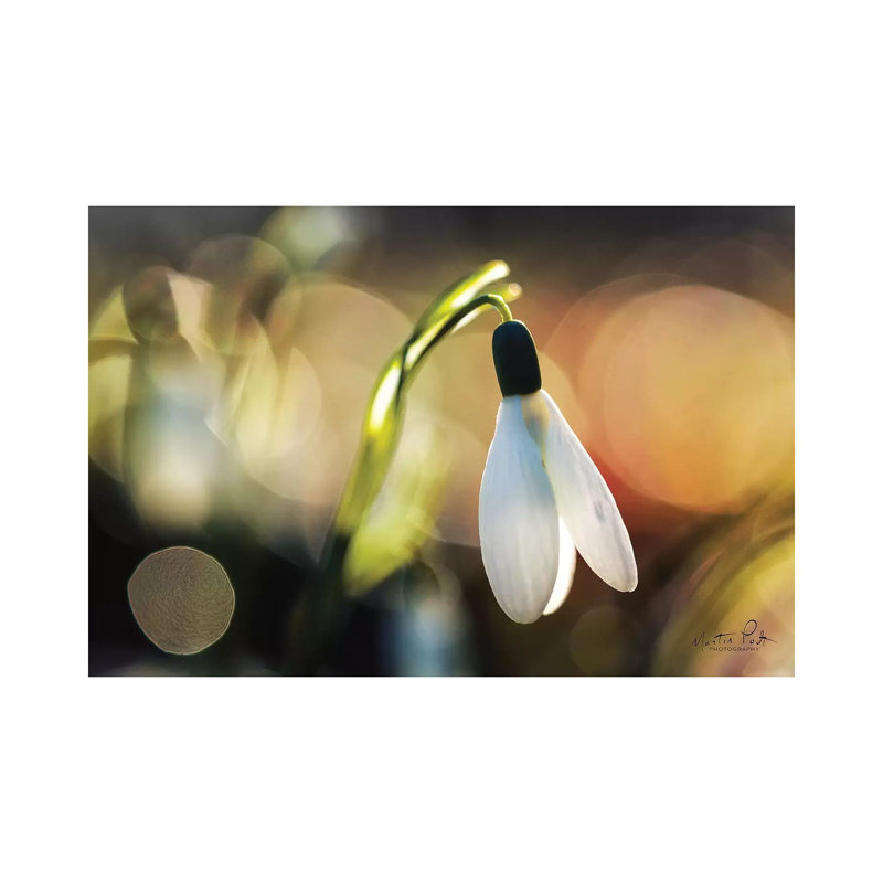 Snowdrops III 1 Piece Wrapped Canvas Wall Art, 101.6 cm H x 66.04 cm W x 3.175 cm D