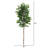 Anglo 72'' Faux Ficus Tree