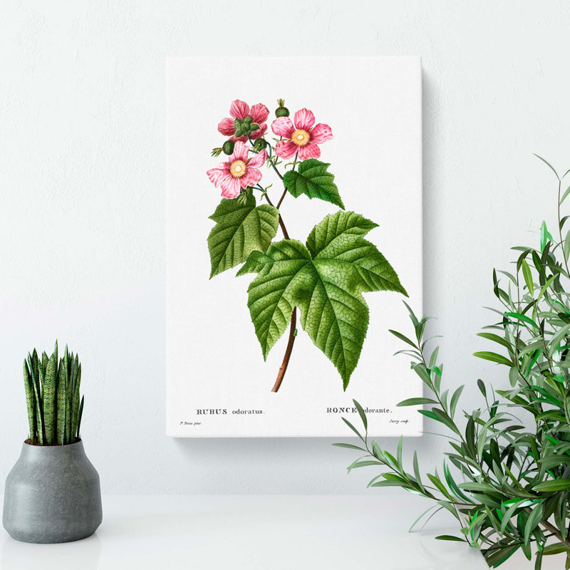 Blooming Raspberry Bush by Pierre-Joseph Redoute - Wrapped Canvas, 50cm H x 35cm W x 3cm D