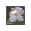 Ensemble de 2 impressions sur toile Graceful Peony Bloom, 16 po x 16 po-369043189-369043185