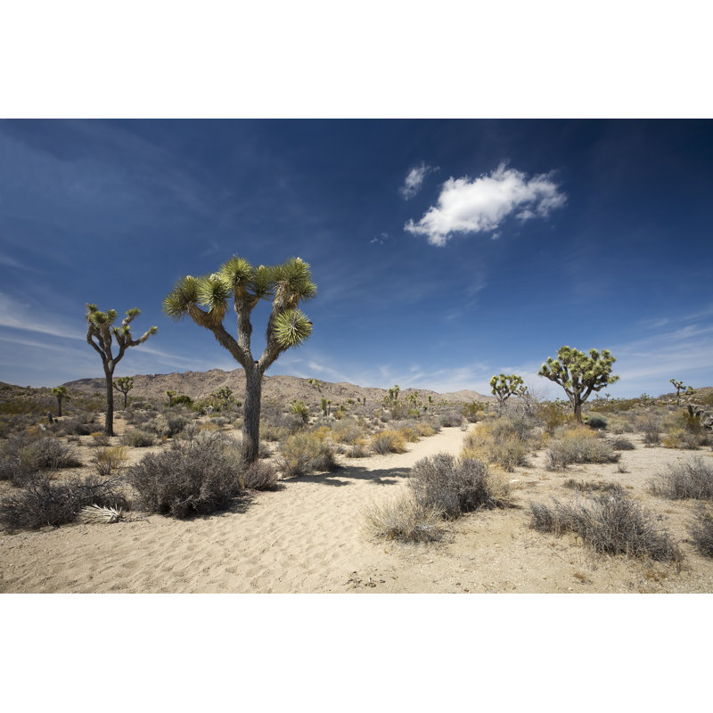 Desert Trail by Stevegeer - Wrapped Canvas Print