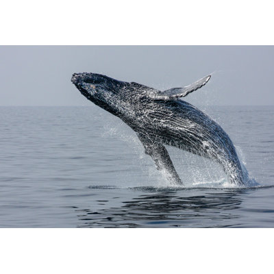 Hump Back Whale by Sue120502 - Wrapped Canvas Print