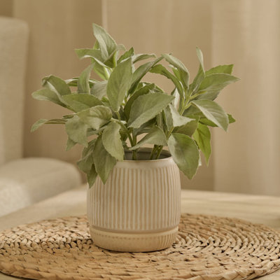 21cm Plant
