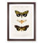 Moth Illustrations Pl.18 by Charles d' Orbigny - Picture Frame Painting Print-55582008-55582009