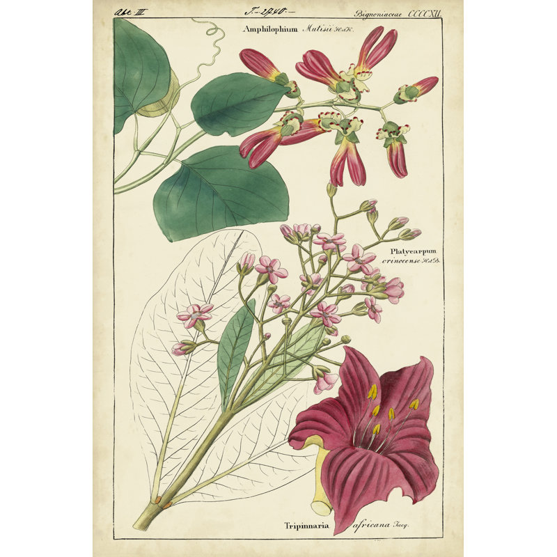 Spring Blooms IV by Dietrich - Wrapped Canvas Print, 46cm H x 30cm W x 3.8cm D