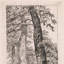 Three Tall Trees Print by Cornelis Steffelaar