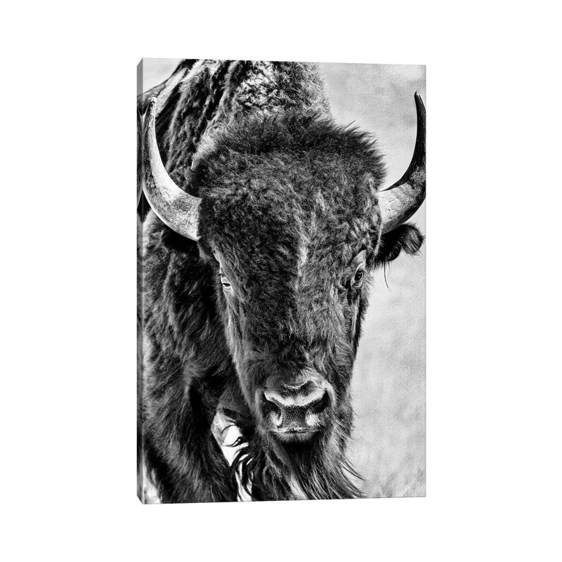 Buffalo Portrait by PHBurchett - Wrapped Canvas Painting, 20.32 cm H x 30.48 cm W