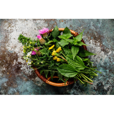 Medicinal Herbs by Lisovskaya - Wrapped Canvas Print