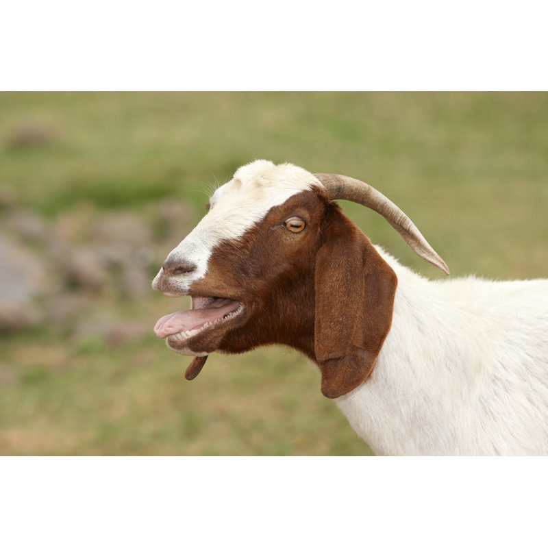 Goat by Gertfrik - Wrapped Canvas Print, 20cm H x 30cm W x 3.8cm D