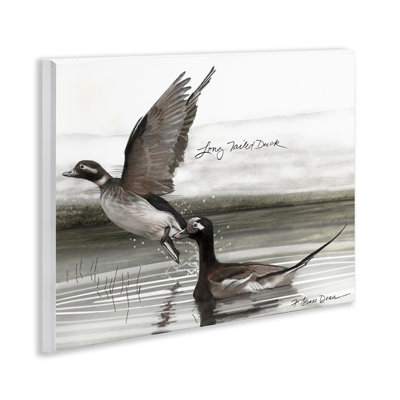 «Long Tailed Duck» par Jadei